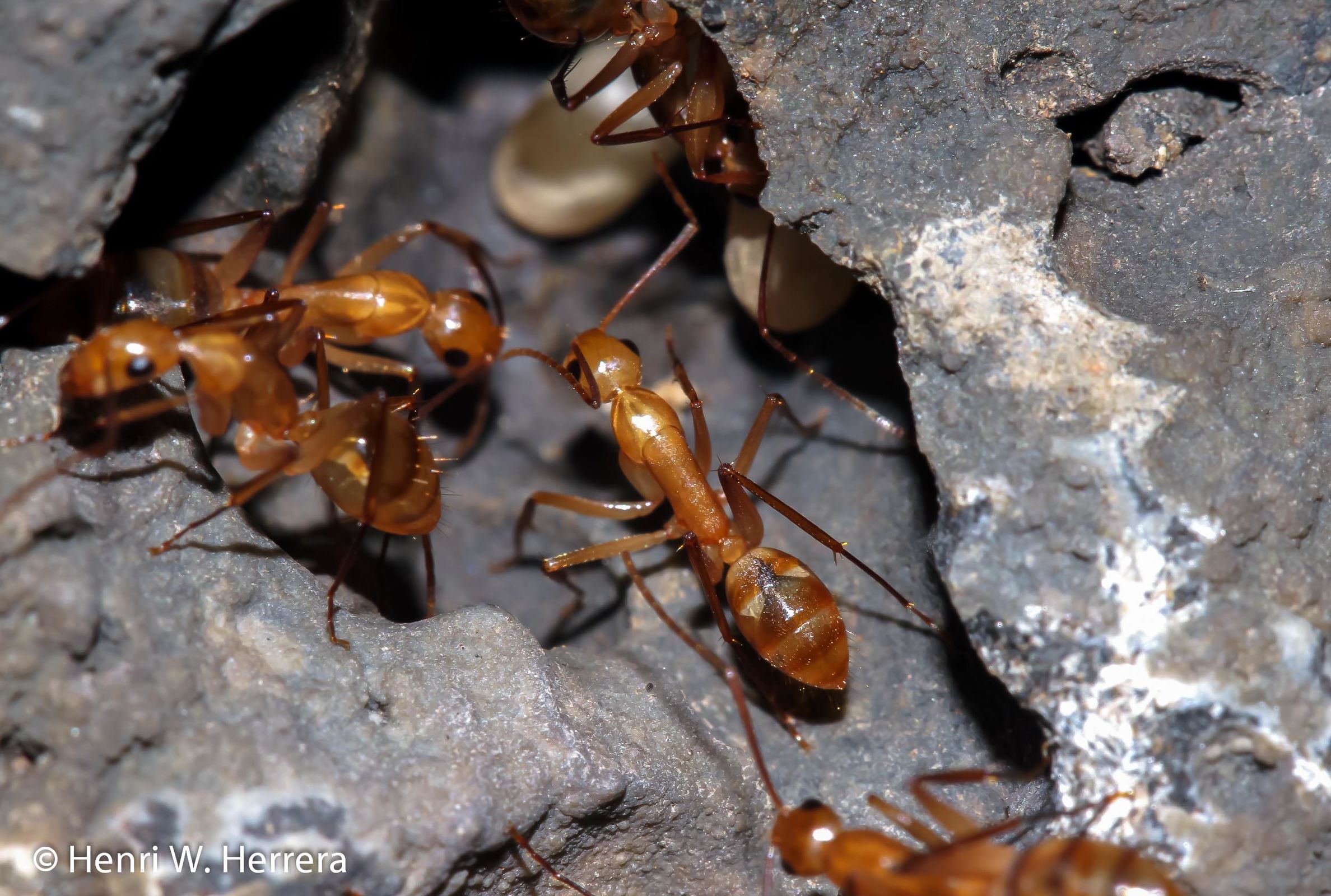 Camponotus conspicuus zonatus workers on Santa Cruz Island, Galapagos Photo: Henri Herrera, CDF.